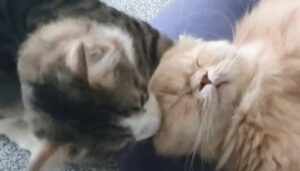 Gattino domestico disturba con baci e coccole l’altro gatto di casa (VIDEO)