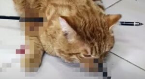 Il gattino in fin di vita Barsik è rimasto miracolosamente vivo nonostante le due frecce conficcate sul suo corpo (VIDEO)