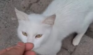 Gattino randagio bianco convive con altri gatti ma non ama farsi toccare dall’uomo