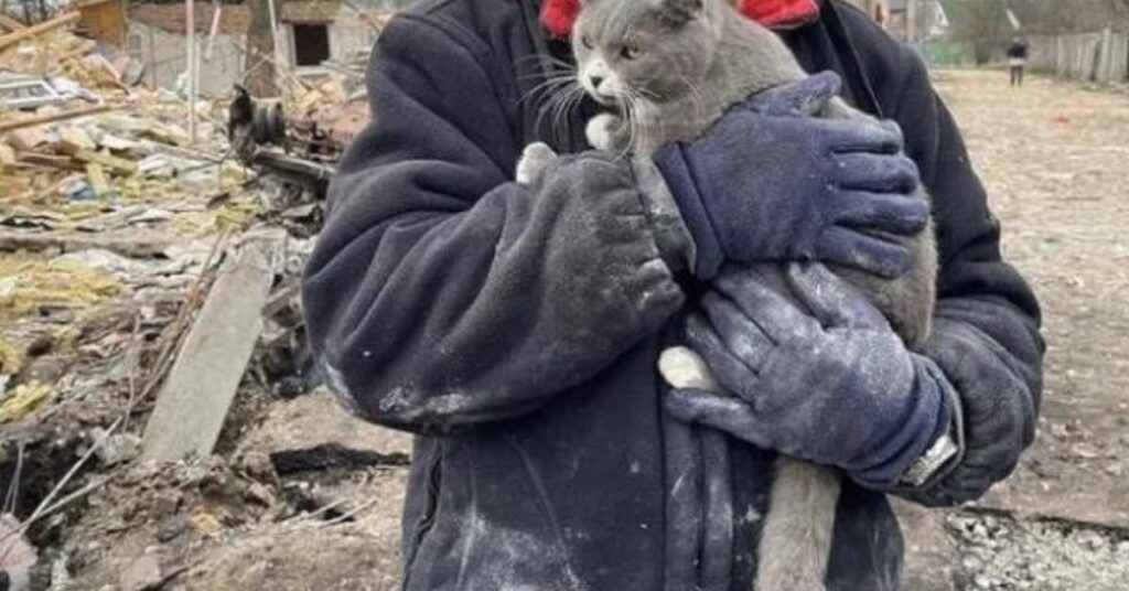 Bambino ucraino piange dall'emozione quando riabbraccia il suo gattino perso nei bombardamenti