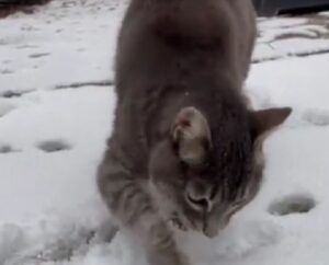 Gattino si trova in stallo ma ha una mamma