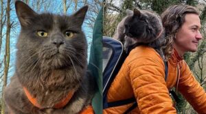 Un gattino avventuroso ama fare lunghe passeggiate con il suo proprietario