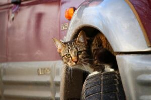 Un uomo maltratta brutalmente un gatto e lo investe solo perché il micio cercava riparo sotto la sua macchina