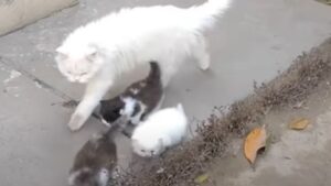 Mamma gatta e gattini di un mese fanno una bella passeggiata (VIDEO)