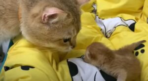 Mamma gatto lascia per poco tempo il cucciolo da solo per salutare il compagno e padre di suo figlio (VIDEO)