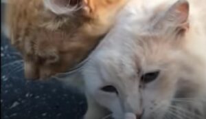 Sedici gattini selvatici sono stati adottati da una coppia che ha acquistato una fattoria (VIDEO)