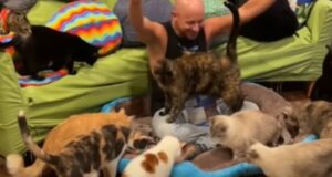 Uomo ha adottato 24 gattini e ogni giorno lavora per dare loro il meglio (VIDEO)