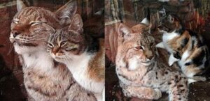 Uno zoo decide di adottare un gatto che ha stretto un particolare legame di amicizia con la loro lince (VIDEO)