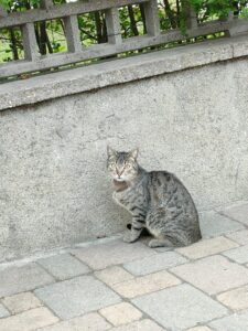 Frankie, il gatto che ogni mattina si reca in un bar