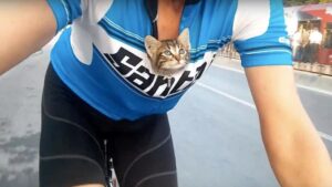 Mila, la gattina salvata da un ciclista speciale