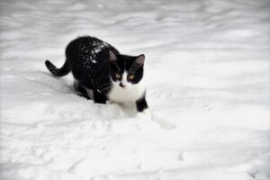 Gatto si avventura per la prima volta nella neve: è incerto su cosa pensare