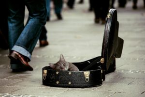 Gatto talentuoso fa musica blues insieme al suo padrone