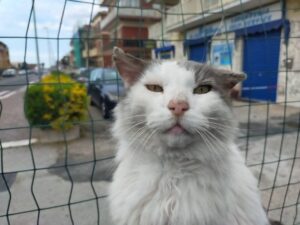 Rocco, il micio di 17 anni cerca casa