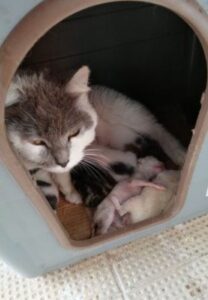 Mamma gatta salva la vita a dei piccoli gattini