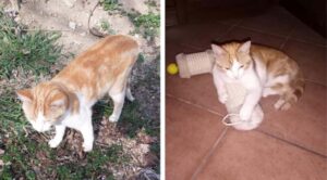 Gatto indifeso bastonato e ucciso senza alcun motivo; si ricerca il colpevole