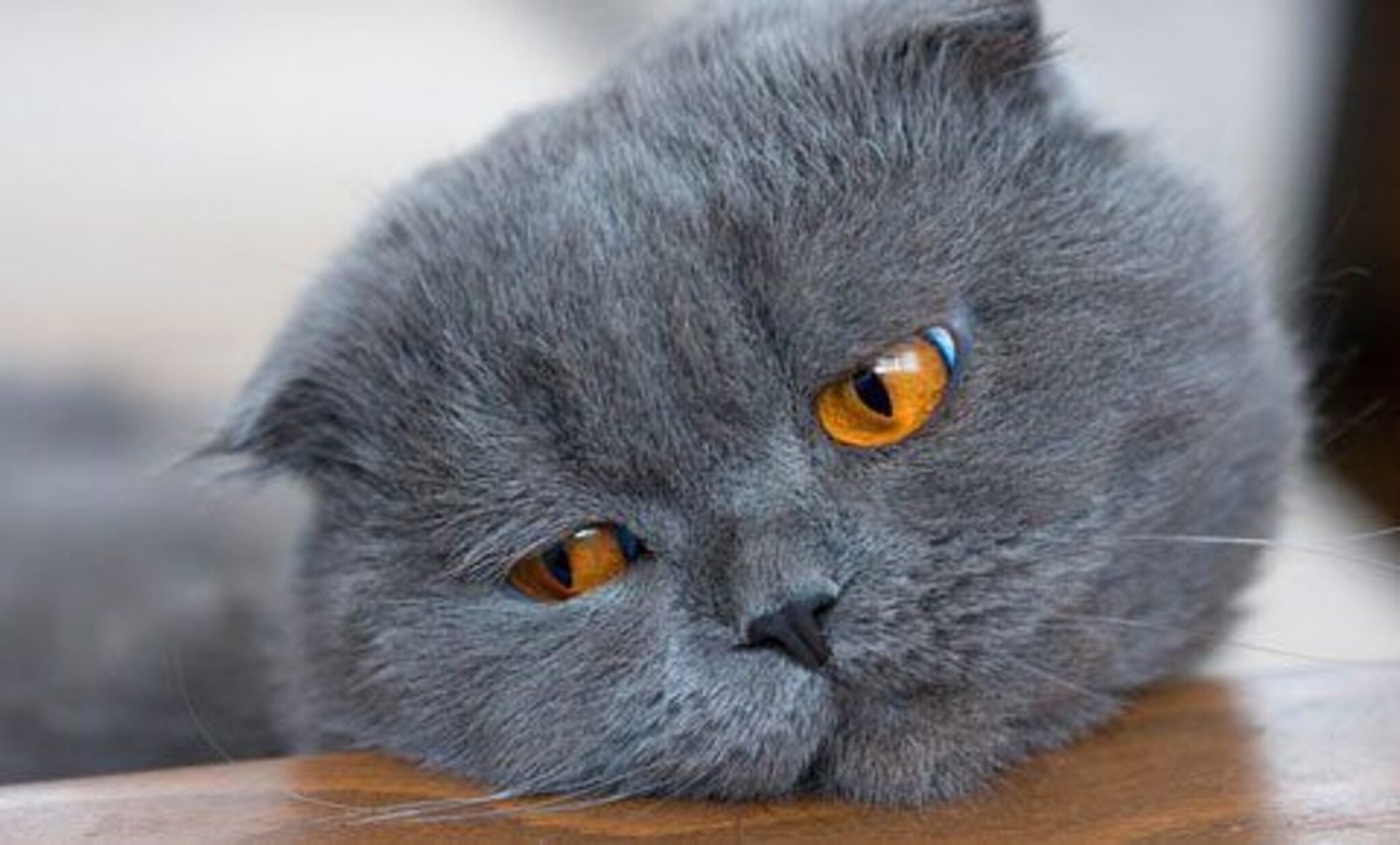 Грустный серый кот