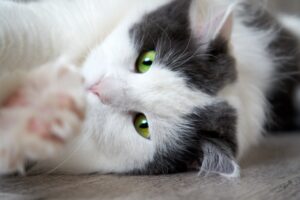 5 cose utili per rendere il pelo del tuo gatto a dir poco perfetto