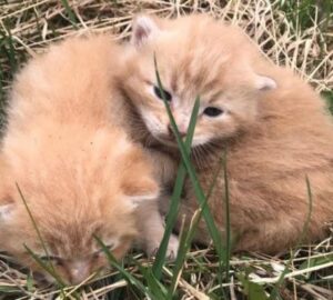 Due gattini neonati ritrovati in un cumulo di detriti