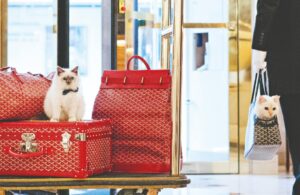 Socrate, Il piccolo gatto mascotte di un hotel a Parigi