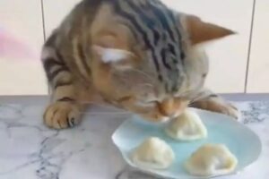 Il gatto goloso fa di tutto per rubare un raviolo al suo padrone, ma lui cerca di impedirglielo