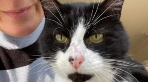 Il gattino scomparso torna a casa grazie all’aiuto di un ex detective