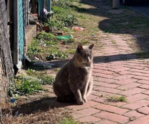 Gattina salvata solo due giorni prima del suo parto