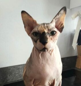 Gattina di razza Sphynx maltrattata: il salvataggio