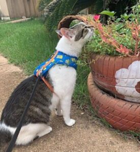 Gattino vuole uscire al guinzaglio come un cane