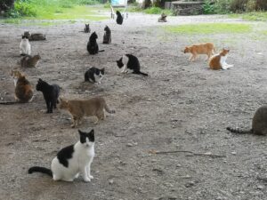 A Catania nasce un paradiso per i gatti randagi. Un rifugio all’aperto dall’aria tropicale e affascinante