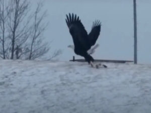 Gattino catturato da un’aquila calva: anche gli animali domestici sono in pericolo