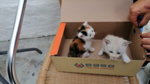 Cuccioli di gatto sani e salvi grazie a un cagnolone