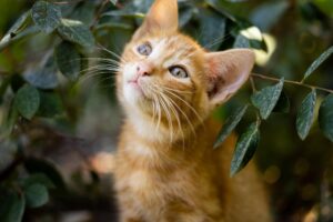 Prenditi cura del mio umano: lettera di un gatto dal ponte dell’arcobaleno