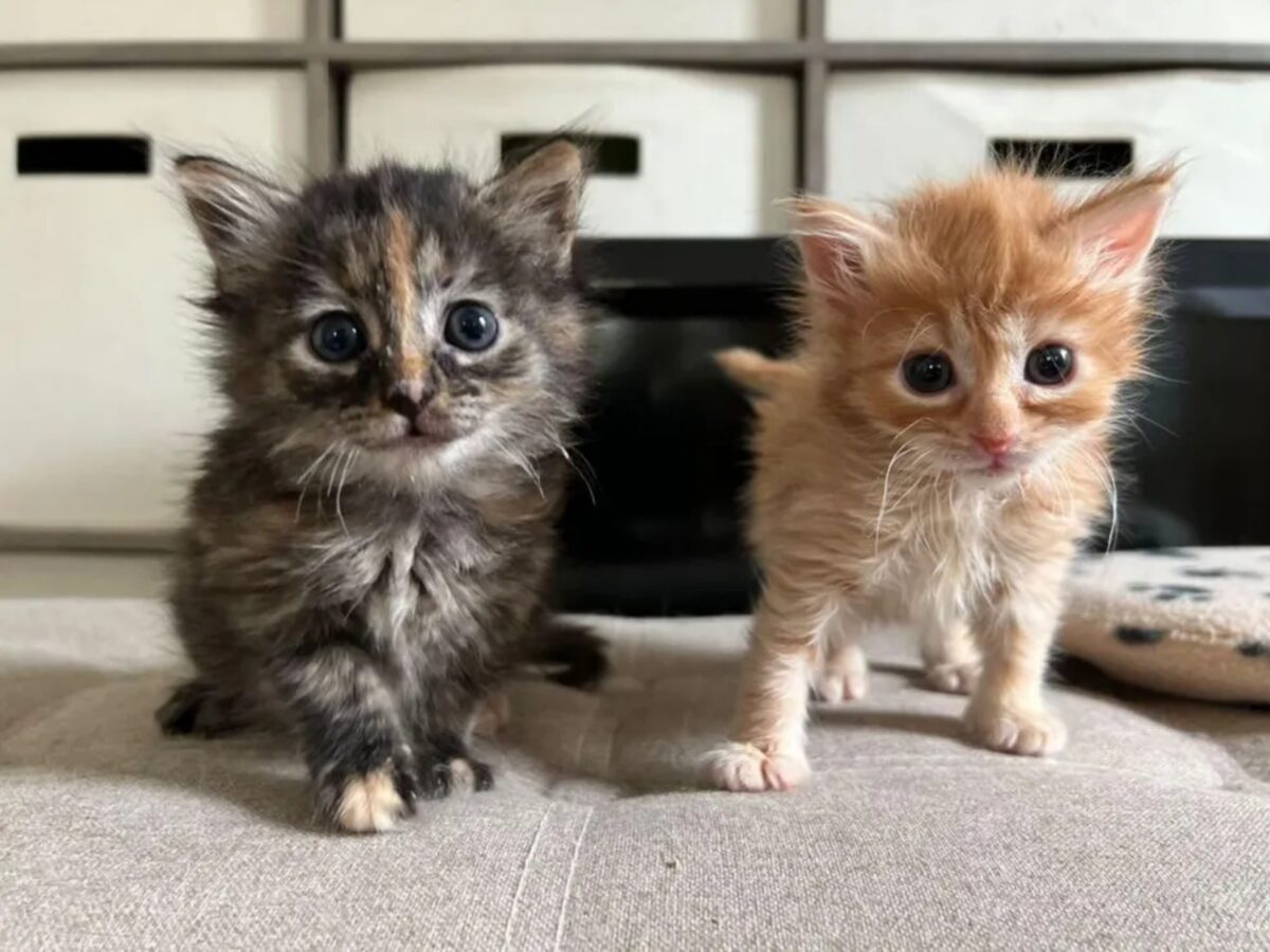 Il gattino riconosce in foto la sua migliore amica morta la sua reazione nel video è a dir poco