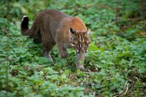 Raro gatto di Temminck avvistato in Tibet