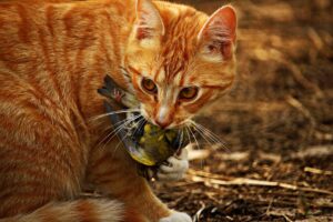 In una città tedesca è stato ordinato ai gatti di rimanere in casa per quasi sei mesi