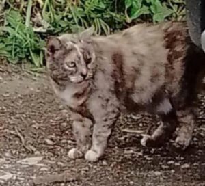 Gattina sospetta randagia, ma non lo è: la storia