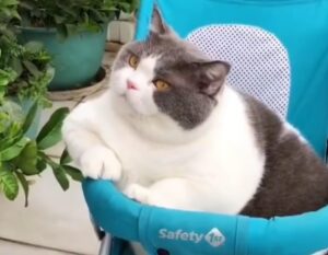 Gatto bicolore che ama stare sul suo passeggino fa il giro del web (VIDEO)