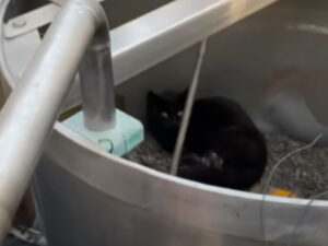 Gatto salvato in un miscelatore chimico trova una casa per sempre