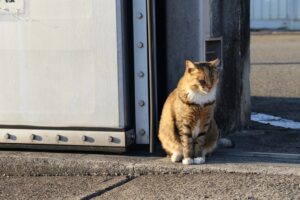 Due gatti avvelenati a Gela, il Comune aveva installato anche delle cucce per loro