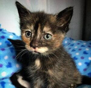 Gatti randagi trovano la felicità grazie a una donna