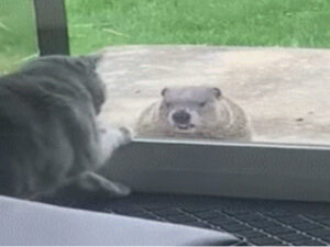 Il divertente incontro tra un gatto domestico e una marmotta