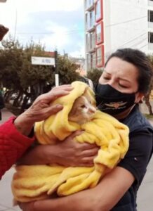 Ramón, il gatto che è caduto dal quinto piano