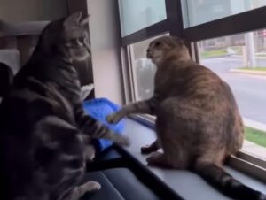 Due gatti litigano tra loro ma vengono distratti dal cinguettio di un passerotto (VIDEO)