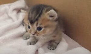 La gattina Kiki prova per la prima volta dei nuovi alimenti e sembra che le piacciono (VIDEO)