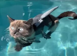 Gatto a mollo per la prima volta nella piscina tre le risate della padrona (VIDEO)