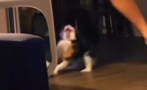 Il gatto aggressivo attacca il pitbull ed il padrone è costretto a prenderlo in braccio (VIDEO)