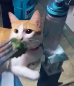 Il gatto reagisce nel modo più inaspettato quando la sua padrona gli offre un broccolo come spuntino (VIDEO)