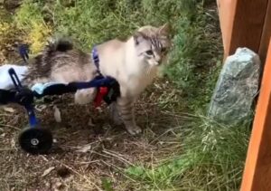 Il gatto paralitico non dà peso alla sua condizione e si comporta come un micio normale (VIDEO)