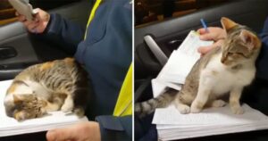 Gatto randagio sale sull’auto della Polizia e si accomoda sulle gambe dell’agente (VIDEO)