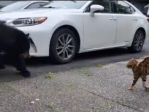 Gatto coraggioso insegue un orso a Vancouver